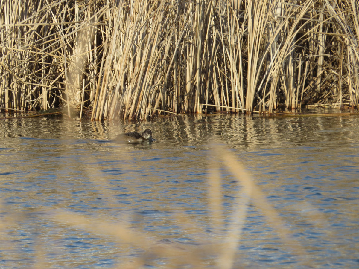 クビワキンクロ