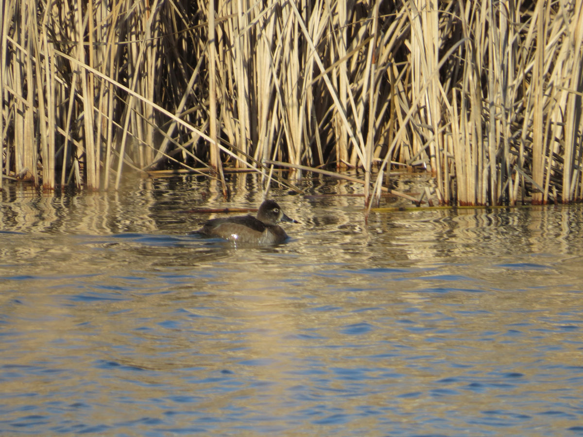 クビワキンクロ