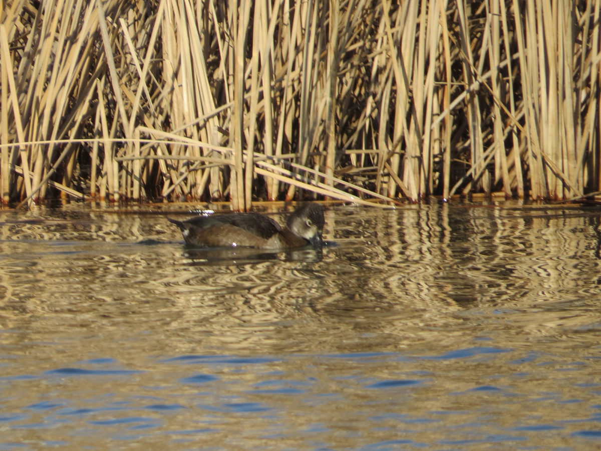 クビワキンクロ