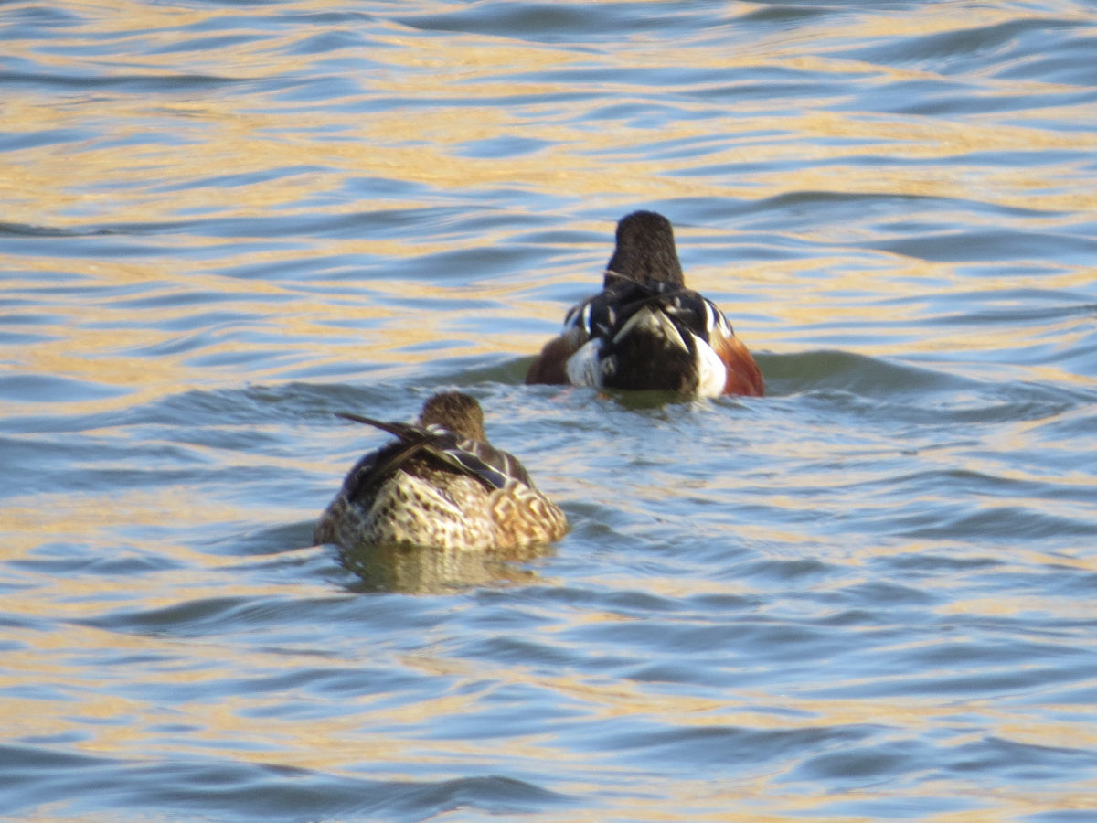 ハシビロガモ雌雄