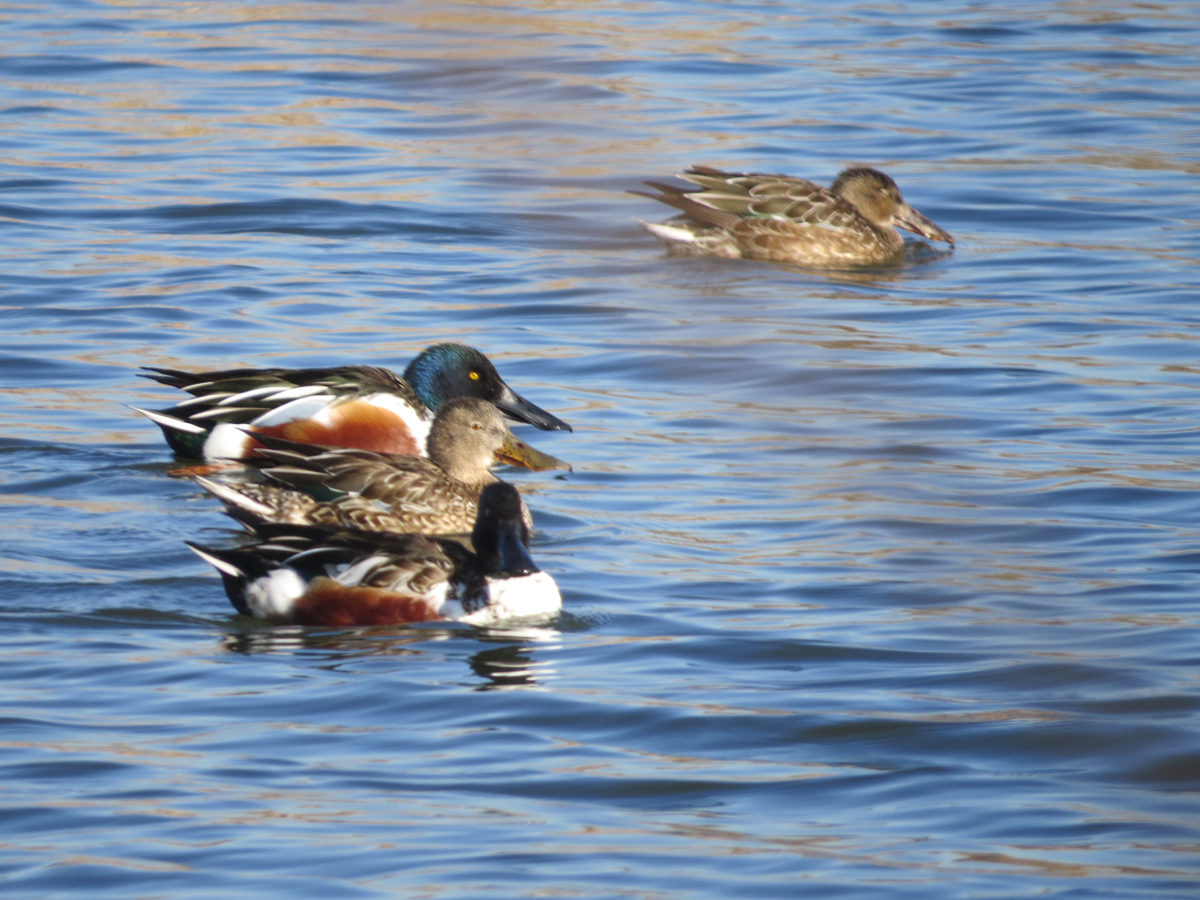 ハシビロガモ雌雄