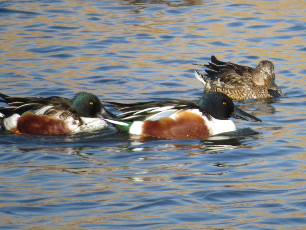 ハシビロガモ雌雄