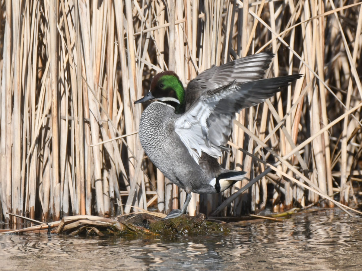 ヨシガモ雄羽ばたき
