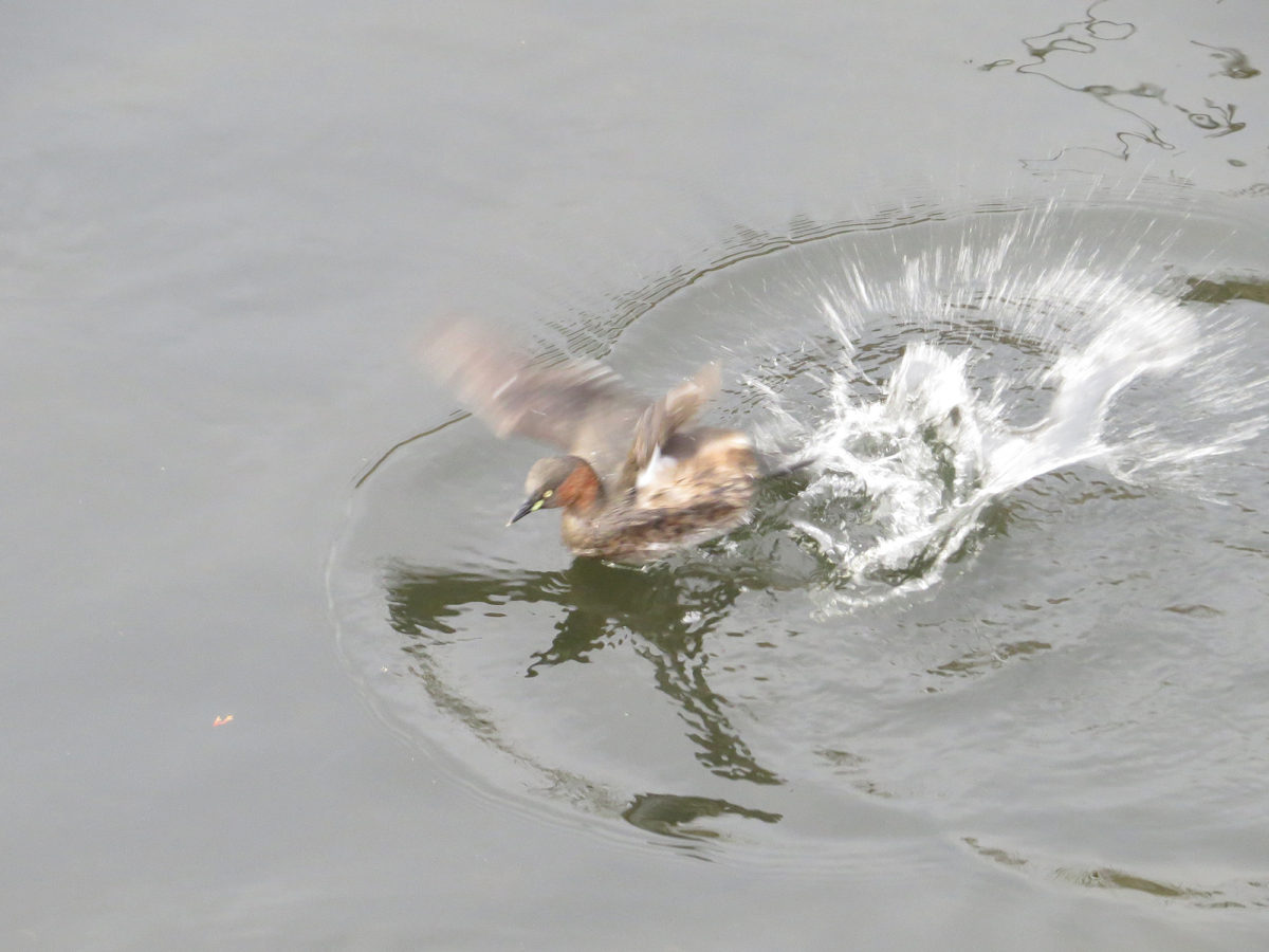カイツブリ羽ばたき