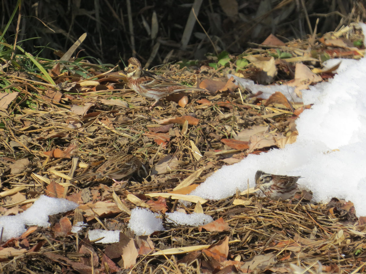 カシラダカ地面