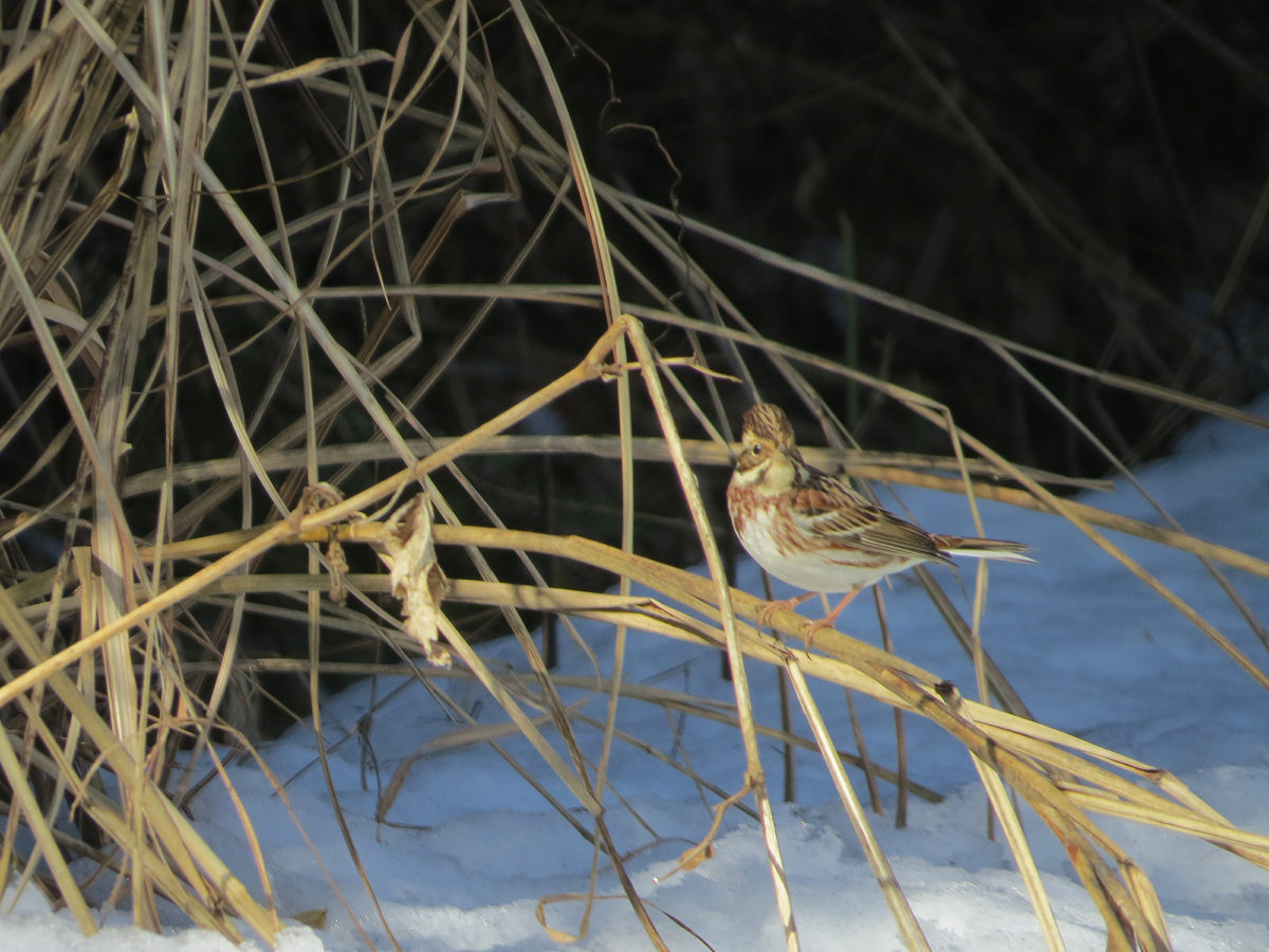 カシラダカと雪