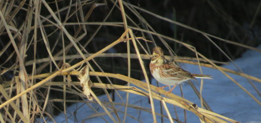 カシラダカと雪