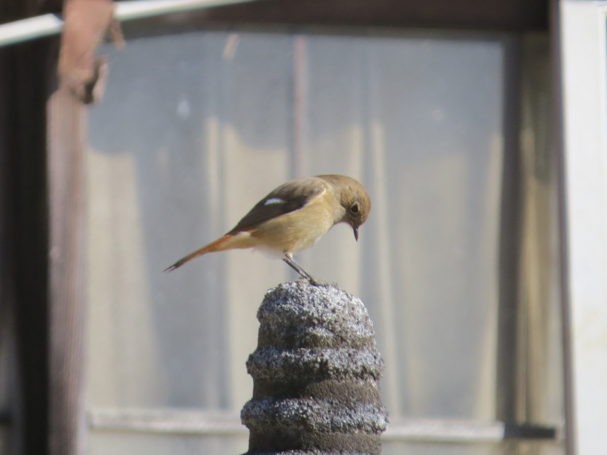 ジョウビタキ雌下をむく
