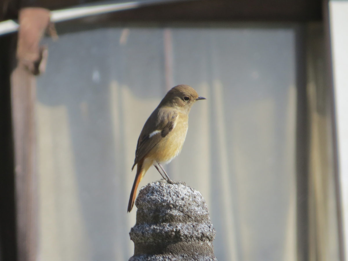 ジョウビタキ雌横