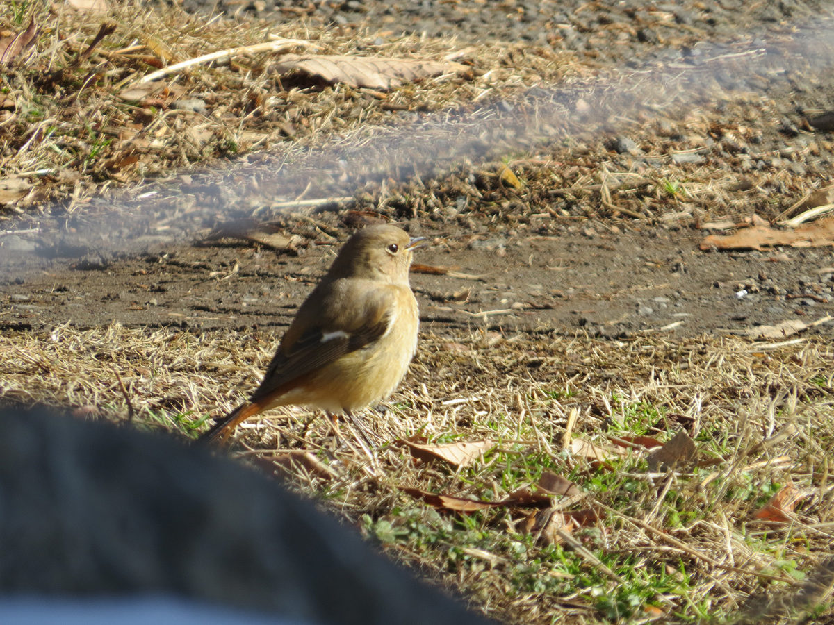 ジョウビタキ雌