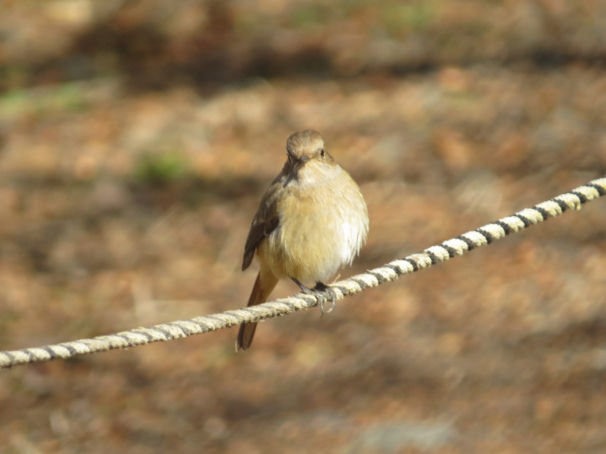 ジョウビタキ雌ロープ
