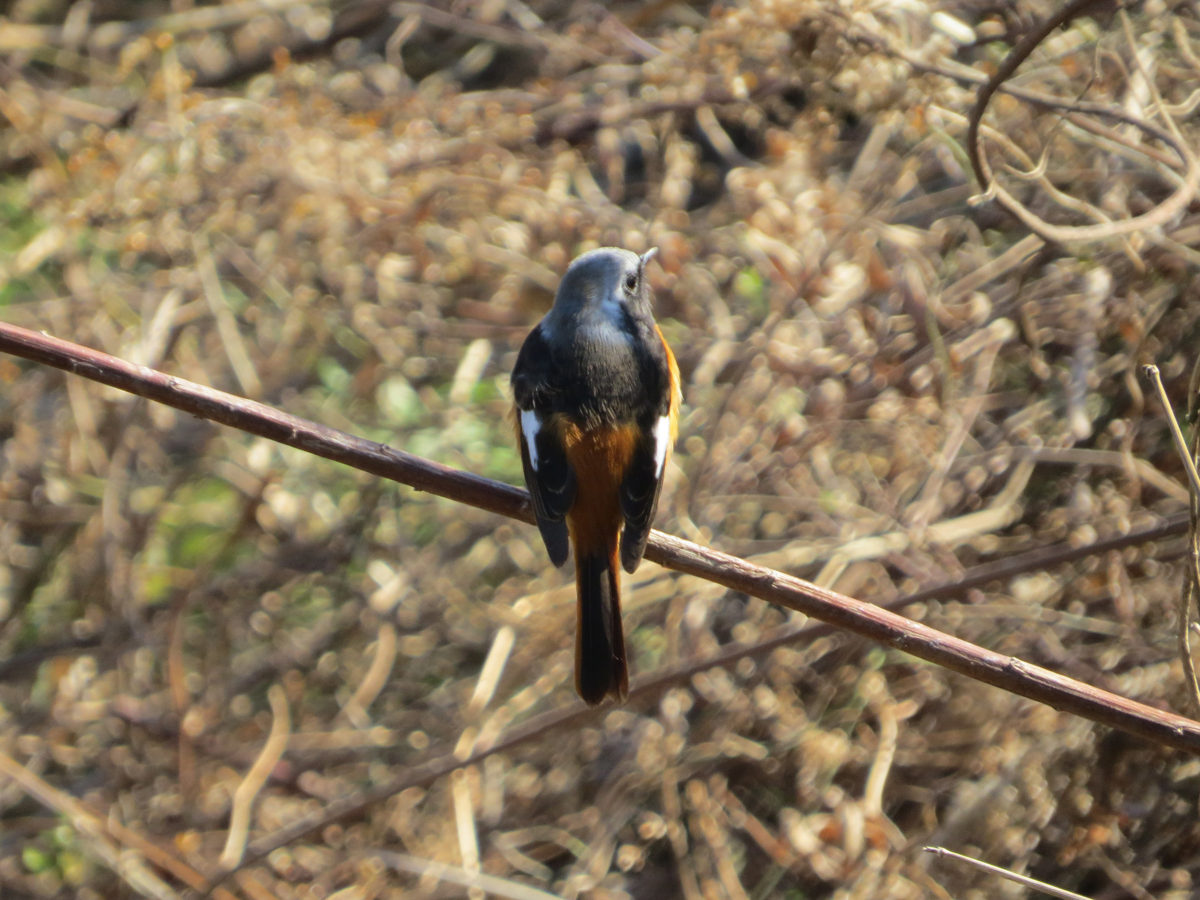 ジョウビタキ後ろ向き