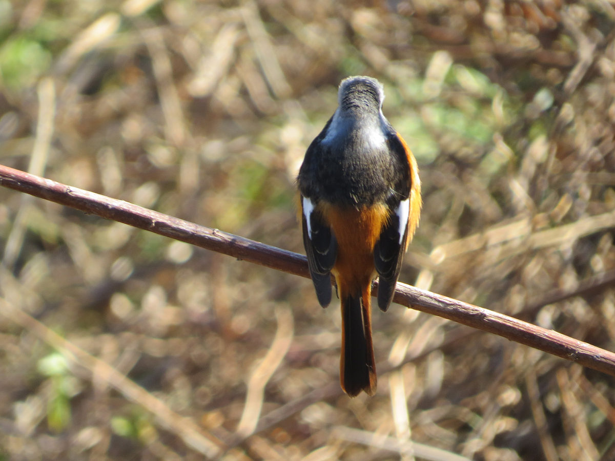ジョウビタキ後ろ向き