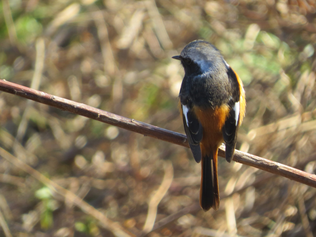 ジョウビタキ後ろ向き