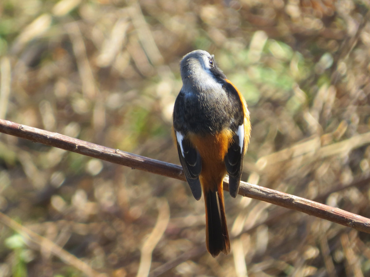 ジョウビタキ後ろ向き