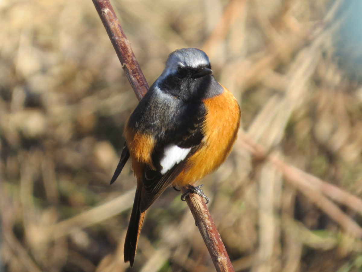 ジョウビタキアップ