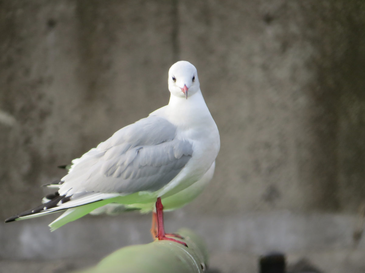 ユリカモメ正面