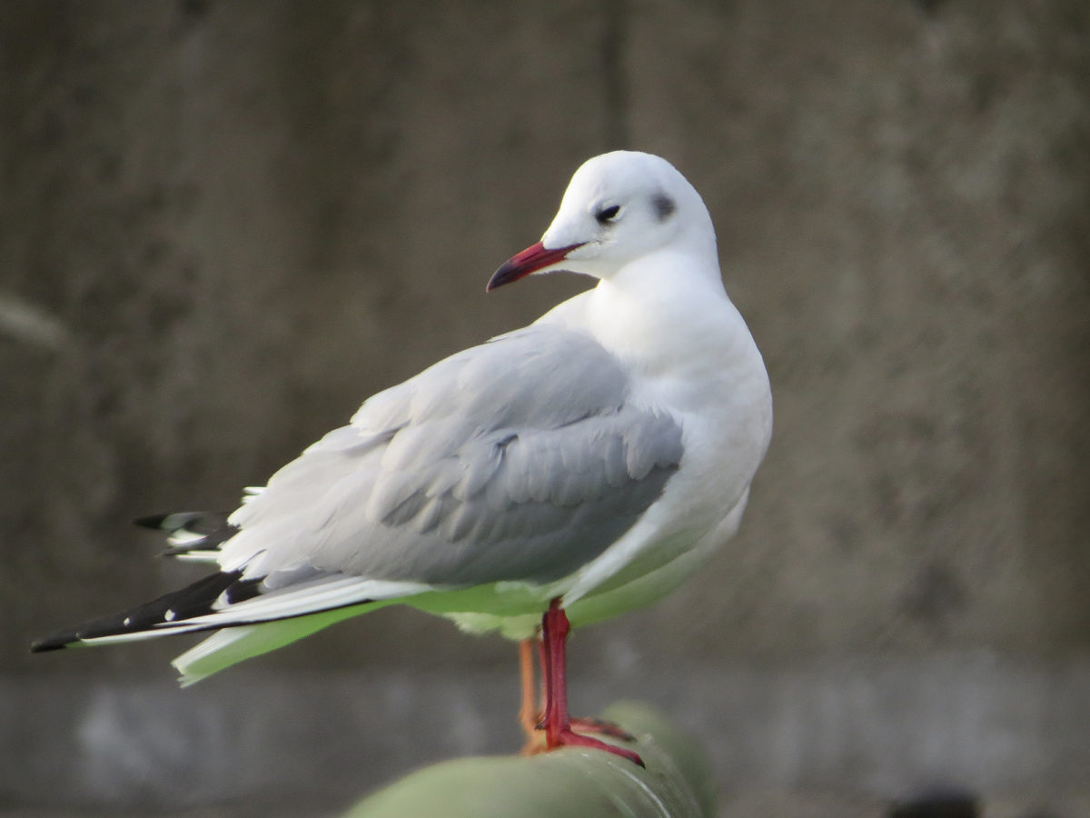 ユリカモメ赤い