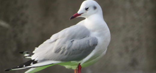 ユリカモメ赤い