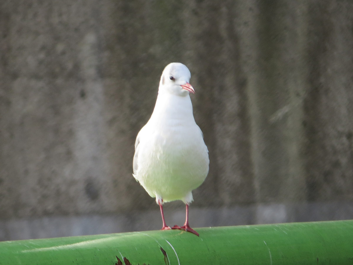 ユリカモメ正面立ち