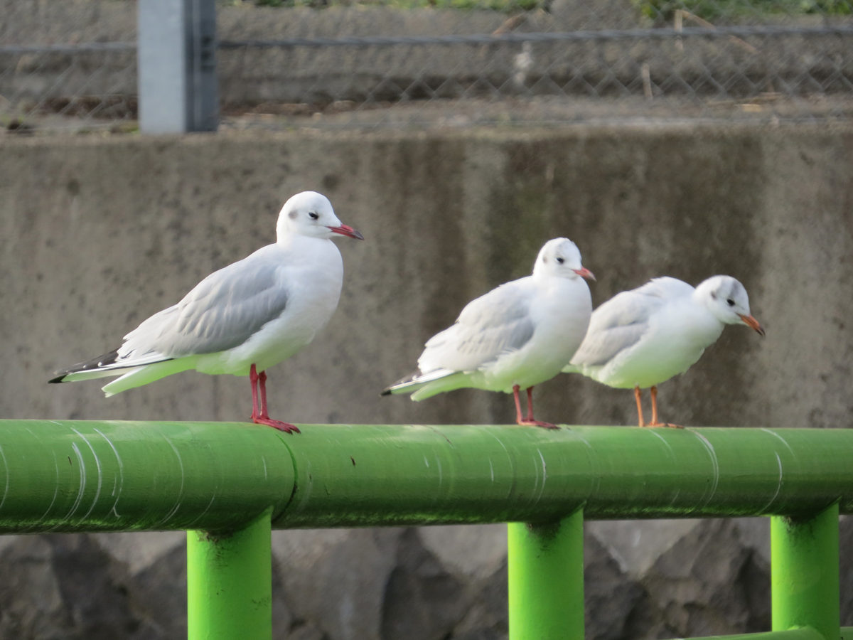 ユリカモメ三羽