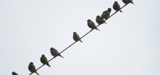 カワラヒワ電線