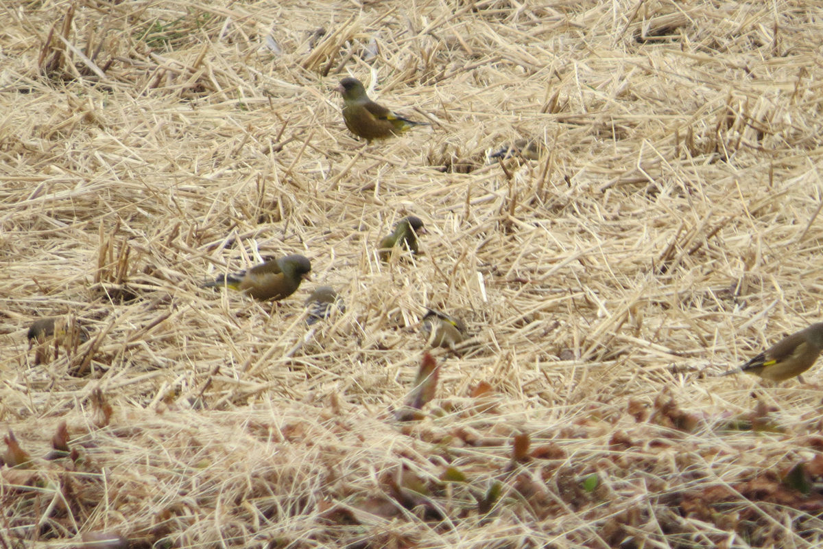 カワラヒワたくさん