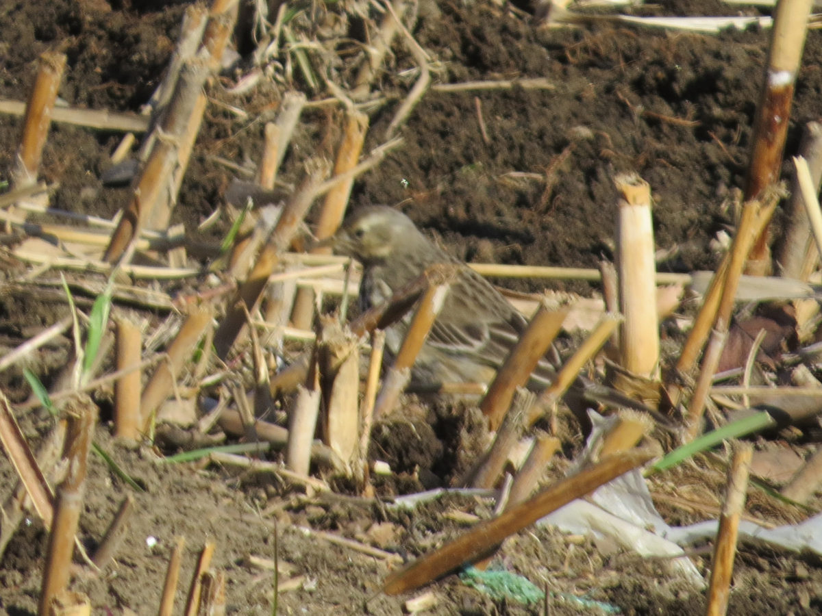 タヒバリアップ