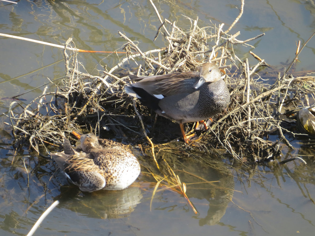 オカヨシガモ雌雄