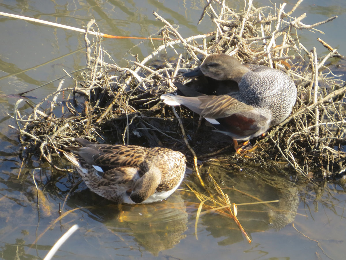 オカヨシガモ雌雄