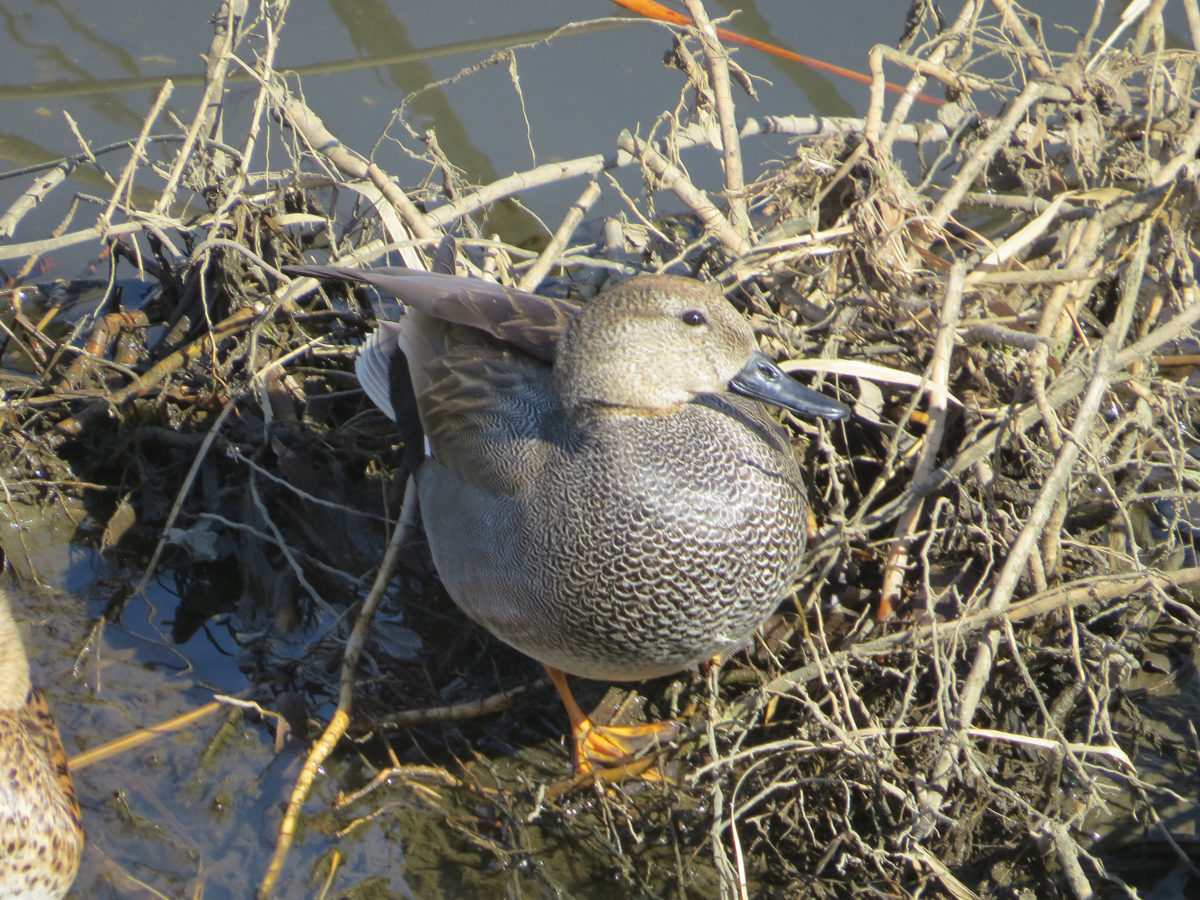 オカヨシガモ雌雄