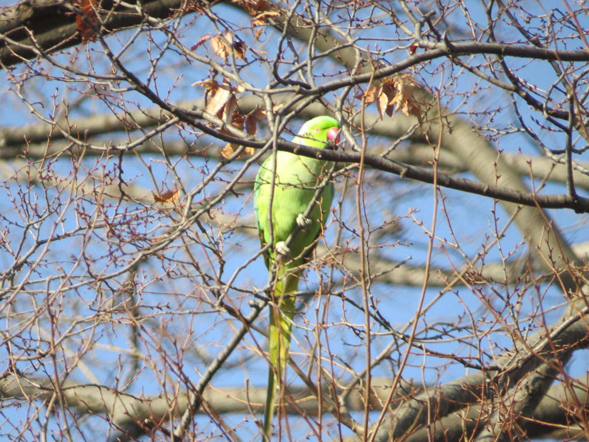 ワカケホンセイインコ１羽