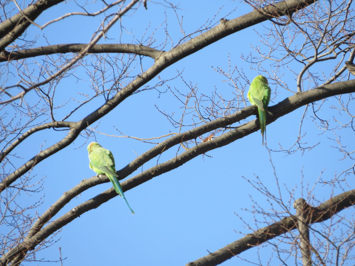 ワカケホンセイインコ二羽