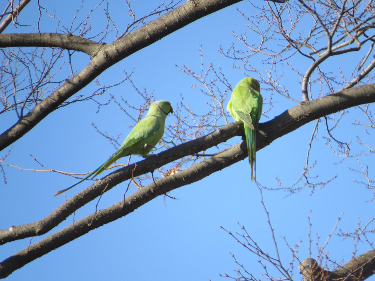 ワカケホンセイインコ二羽