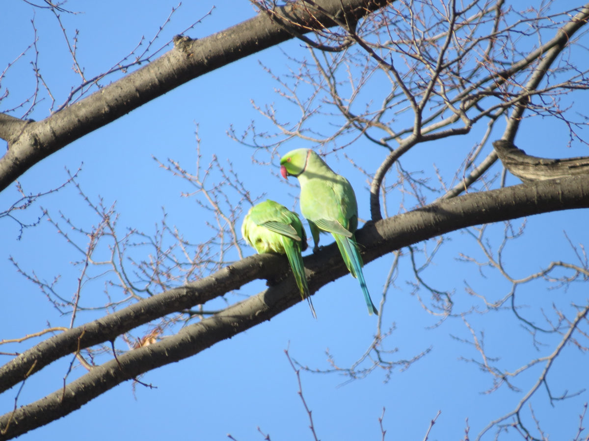 ワカケホンセイインコ接近