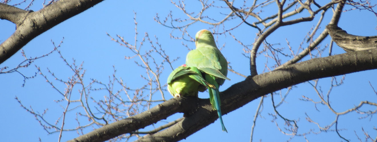ワカケホンセイインコ交尾