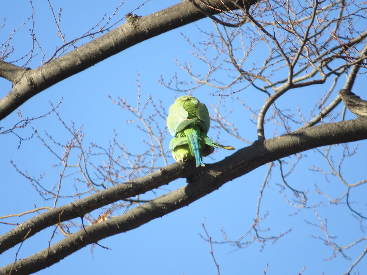 ワカケホンセイインコ交尾