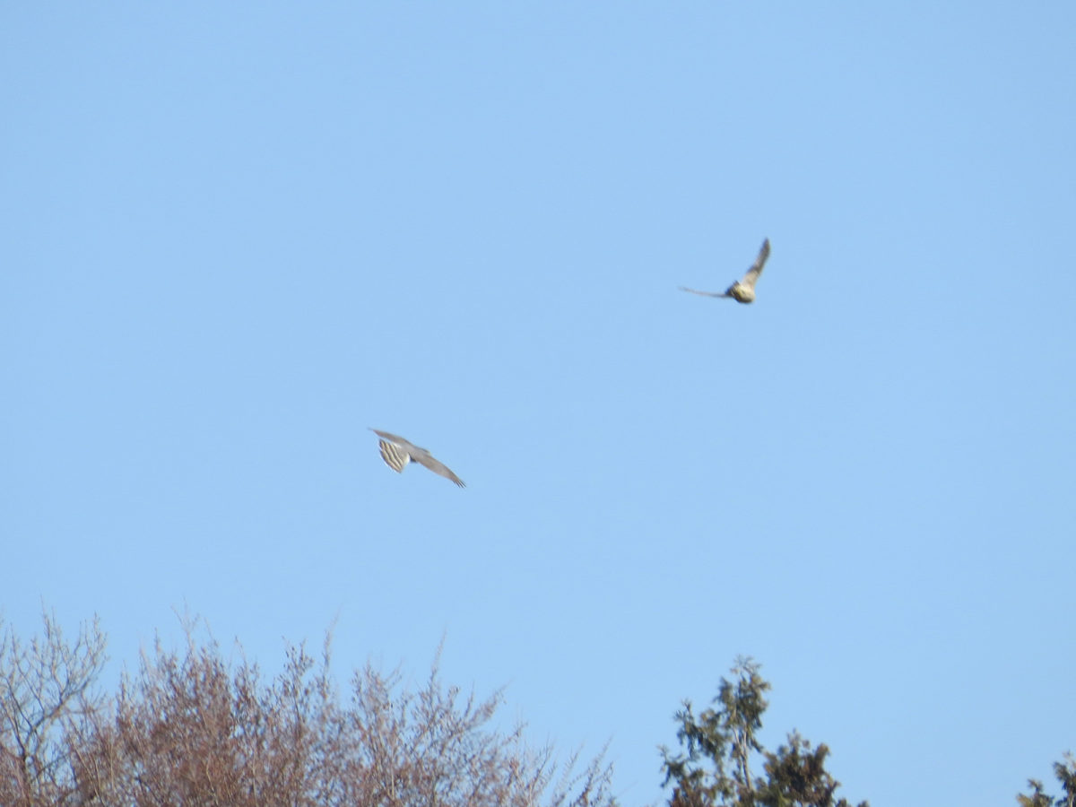 オオタカ若鳥成鳥