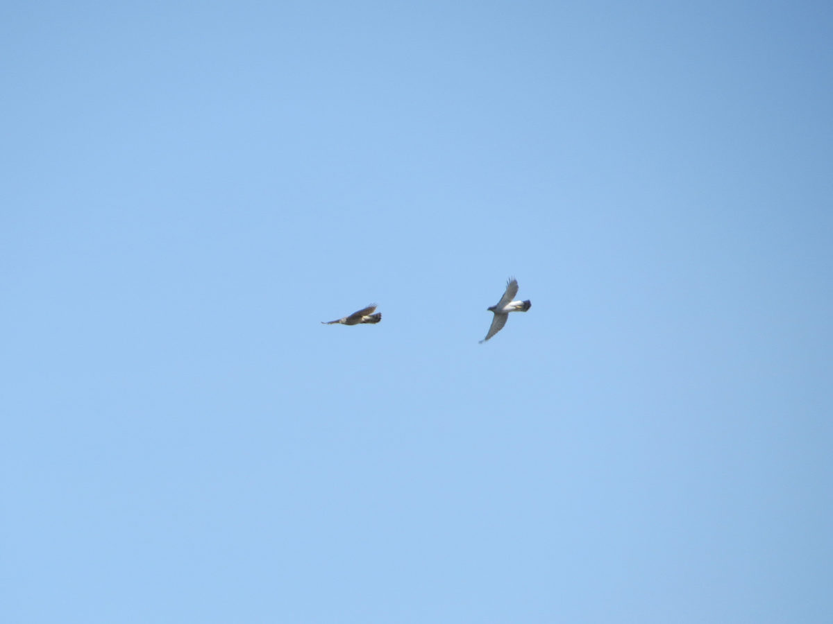 オオタカ若鳥成鳥