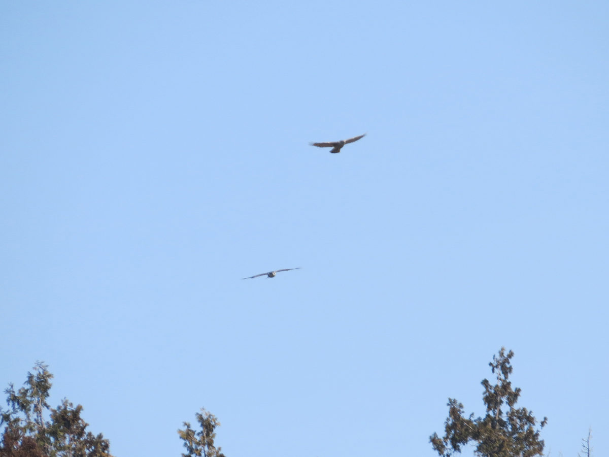 オオタカ若鳥成鳥