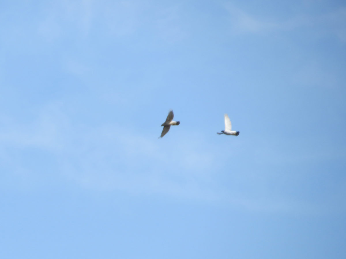 オオタカ若鳥成鳥