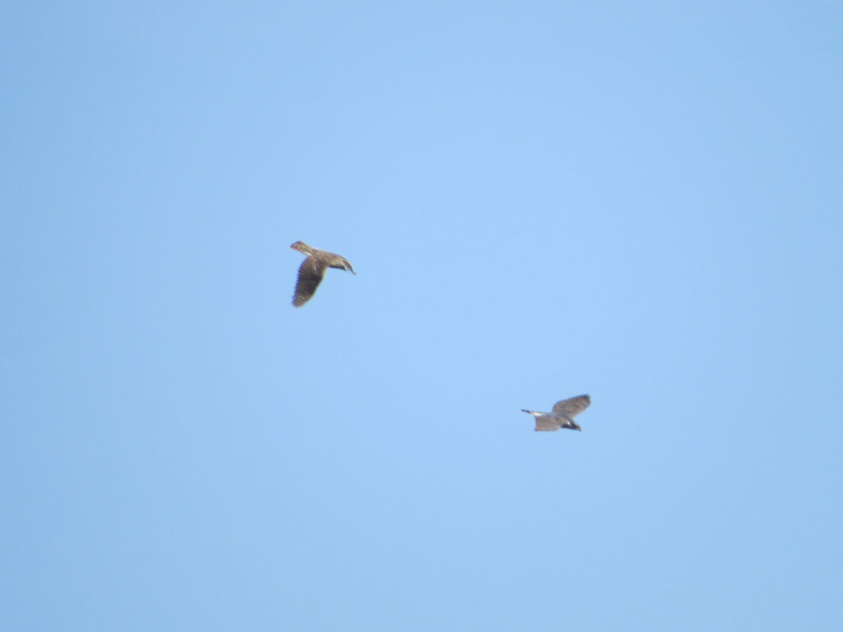 オオタカ若鳥成鳥