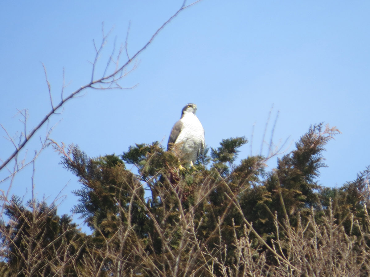 オオタカ成鳥