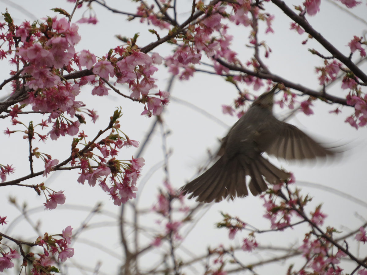 ヒヨドリ桜飛ぶ