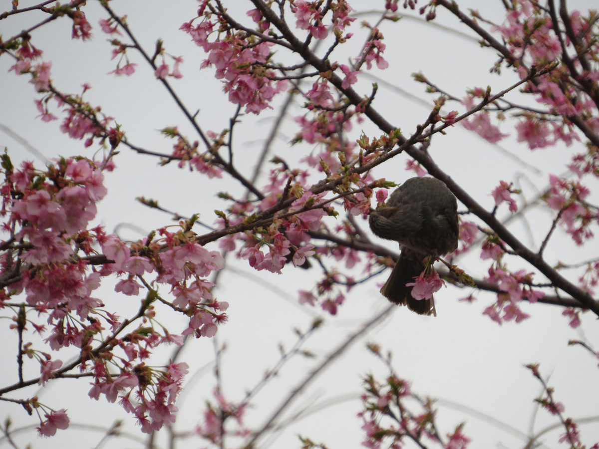 ヒヨドリ桜
