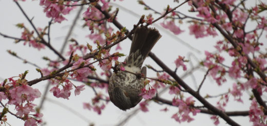 ヒヨドリ桜逆さ