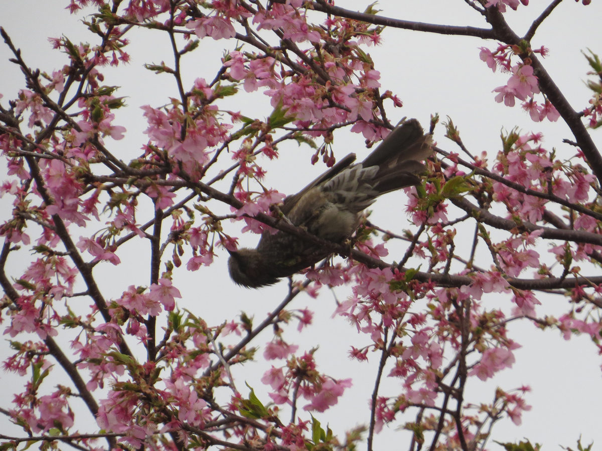 ヒヨドリ桜逆さ