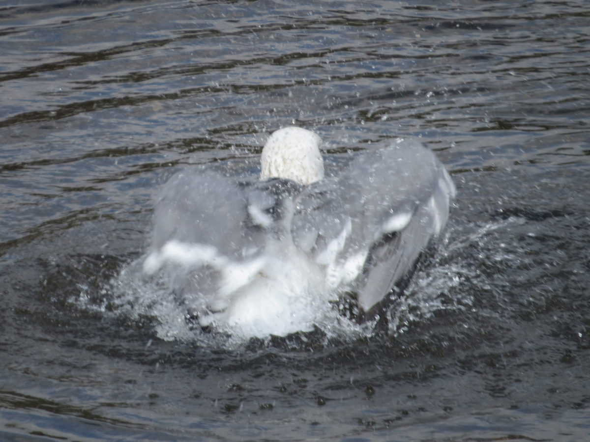 セグロカモメ水浴び