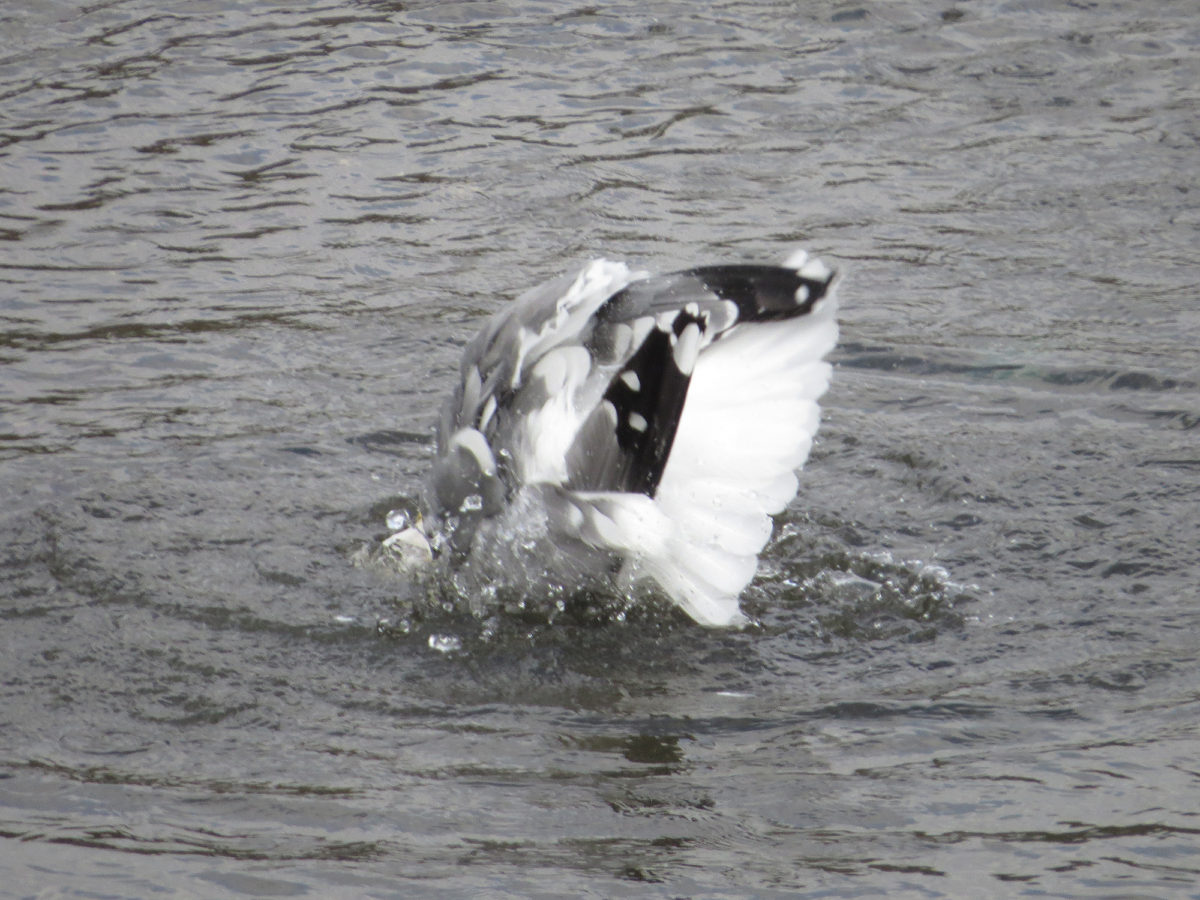 セグロカモメ水浴び