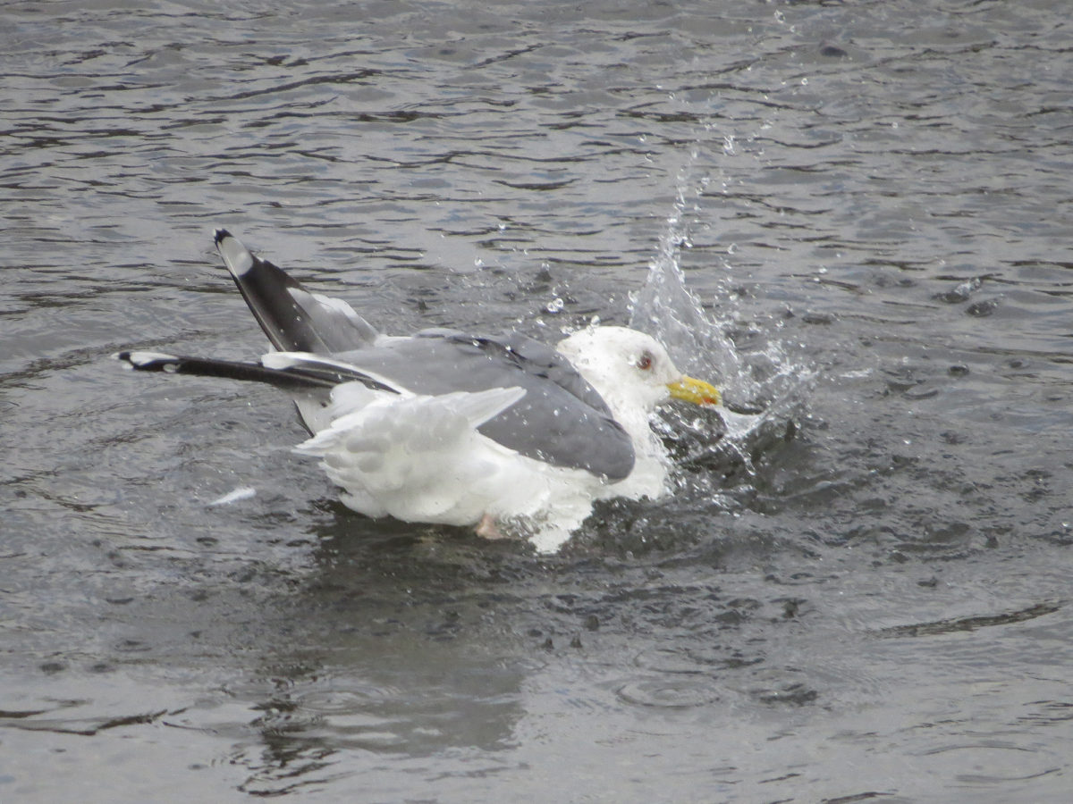 セグロカモメ水浴び